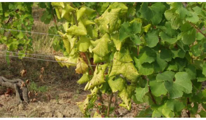 Aktuálne a odborné informácie o zlatom žltnutí viniča 