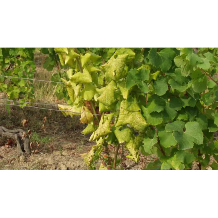 Aktuálne a odborné informácie o zlatom žltnutí viniča 