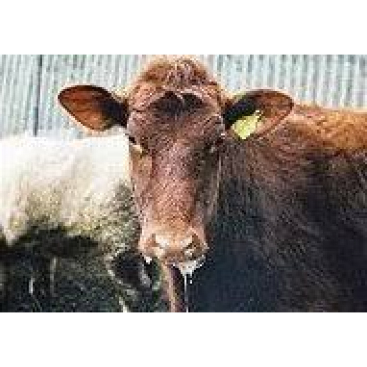 Odvolanie mimoriadnej situácie v súvislosti s výskytom slintačky a krívačky na území Slovenskej republiky