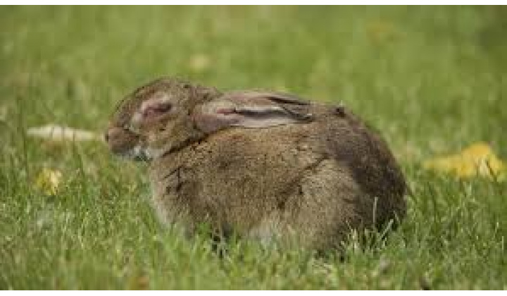 Oficiálne potvrdená forma vírusu myxomatózy na území obce