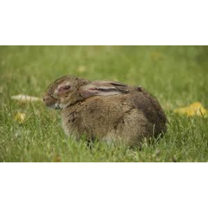 Oficiálne potvrdená forma vírusu myxomatózy na území obce