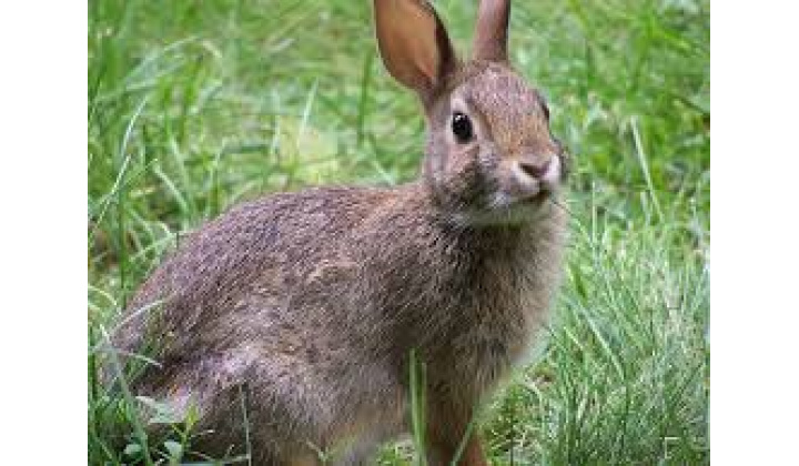 Zrušenie hygienických opatrení - myxomatóza