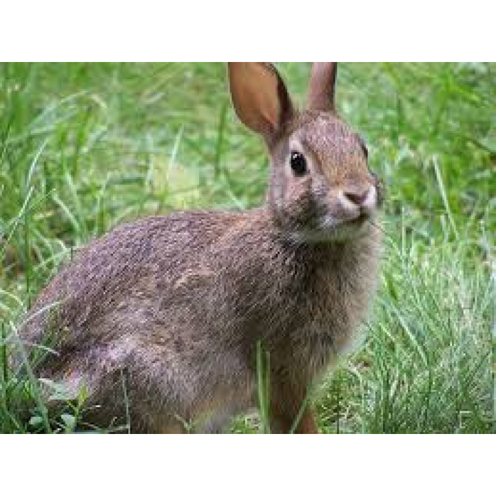 Zrušenie hygienických opatrení - myxomatóza